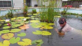 SWIMMING in my Backyard POND! With HUGE BASS and Baby Fish that just hatched out!!!