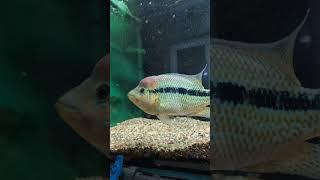 Male Rio Magdalena Umbee Cichlid (Kronheros Umbriferus)