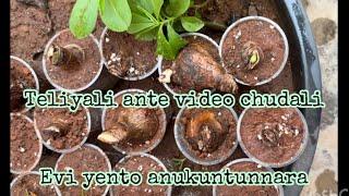 Bulbs for growing flower plants