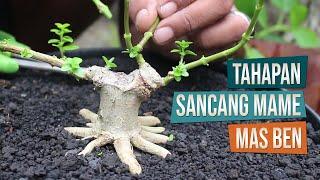 Tahapan Membuat Bonsai Sancang Mame Bersama Mas Ben