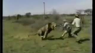 Lion attack hunting safari Africa