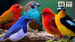 NATURE BIRD SOUNDS FOR RELAXING | MOST WONDERFUL BIRDS IN THE WORLD | STRESS RELIEF | NO MUSIC
