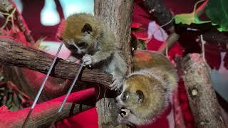 Meet Our Pygmy Slow Loris Babies