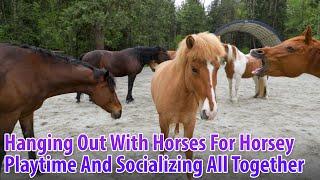 Hanging Out With The Horses For Horsey Playtime And Socializing All Together