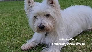 westie Budi playing before his bedtime