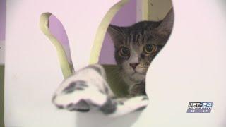 More Erie animal shelters taking different measures for overcrowding