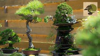 BONSAI MASTER MASASHI HIRAO / HISTORY 2003-2016