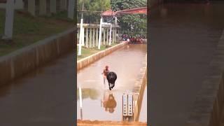 100 meter in 8.9 seconds! #kambala #tulunadu #mangalore #udupi #shorts  #sports #race #india #speed