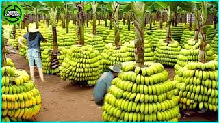 The Most Modern Agriculture Machines That Are At Another Level , How To Harvest Bananas In Farm ▶9