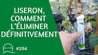 #254-Liseron, comment l’éliminer définitivement