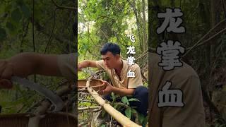 Flying Dragon Palm Blood #shorts #shortvideo #rurallife