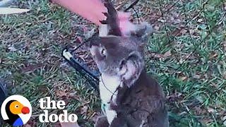 Woman Frees Koala Caught In A Net | The Dodo