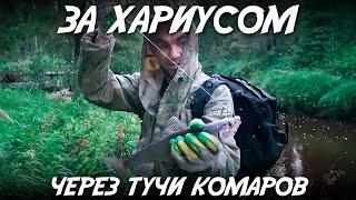 За хариусом через тучи комаров