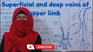 Vein S of upper limb | superficial veins and deep veins | ayesha medical education If