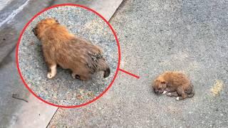 A Puppy, Swarmed By Flies, Whimpered Faintly For Help As People Passed By, Nobody cares.