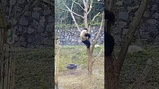 That's how a Panda falls from a tree//Вот так Панда падает с дерева#shorts