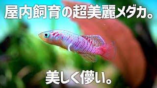 これがメダカ…!? 屋内飼育の超ド派手な珍しいメダカを紹介。#575【アクアリウム】