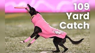 Sailor the Touchdown Dog Sets Record for the Longest Catch at a Live Sporting Event