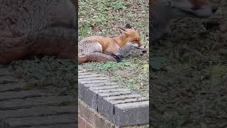 TIRED & SLEEPY FOX AFTER HUGE MEAL