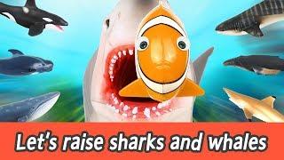 [EN] Let's raise sharks and whales! sharks and whales names for kids, coco animation ㅣCoCosToy