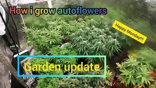 How i grow autoflowers.  Monday update!!!