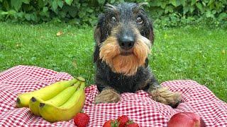 Dachshund Teddy's Ultimate Fruit Challenge  #TeddyTheDachshund