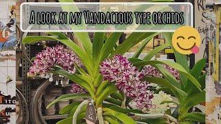 A new very exclusive Rhynchostylis Gigantea and a look at my other collection