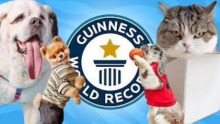 10 Cutest Animals with World Records