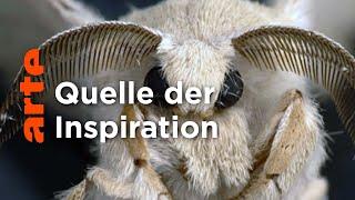 Schmetterlinge - Quelle der Inspiration | Doku HD | ARTE