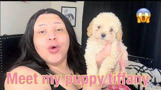 Meet my puppy Tiffany vlog (shopping with my family and more