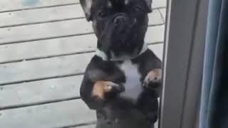 Cute dog shows amazing dance moves
