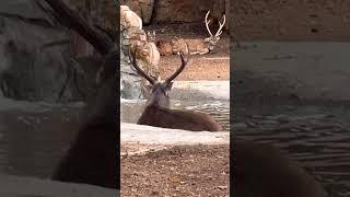 VISITING MUMBAI ZOO FIRST TIME  #bollywood #cityofdreams #travel #couple #love #animal #zoo #india