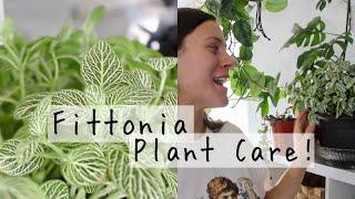 Fittonia Plant Care Tips & Tricks! | Fittonia Houseplant Care