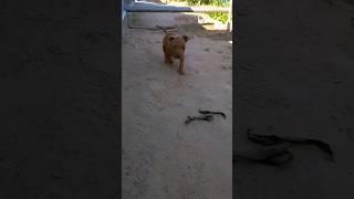 Pitbull dog  #trending01 #pitbull #shortvideo #trendingshorts #apbt #doglover #trending #dog #asmr