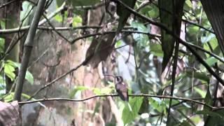 Long-billed hermit Phaethornis longirostris Interaccions