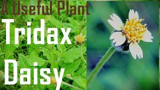 Benefits of Tridax Procumbens