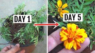 FASTEST Way to Get Blooms on Marigold [in Just 5 Days]