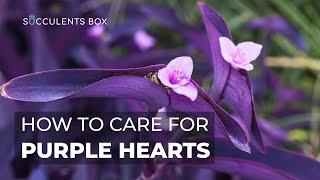 BEST TIPS: HOW TO CARE FOR PURPLE HEART PLANT | TRADESCANTIA PALLIDA