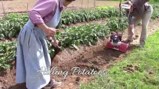 Hilling Potatoes