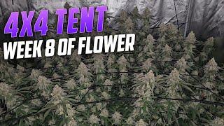 Seed to Harvest Guide to Growing Weed, Spiderfarmer SE-7000 & 4x4 Tent