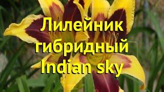 Лилейник гибридный Индиан скай. Краткий обзор, описание характеристик hemerocallis Indian sky