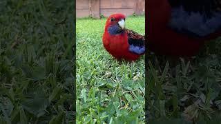 Crimson Rosella #australianbirds #rosella #parrot