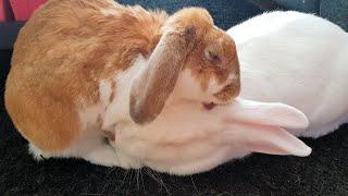 Bunnies washing together - Happy Easter!