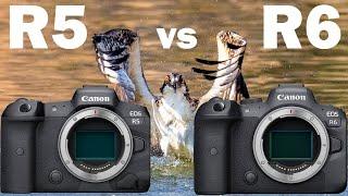 CANON R5 & R6 FOR WILDLIFE: The Differences And Which One Is Right For You