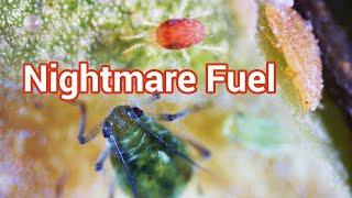 Common Houseplant Pests Under a Microscope
