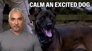 How To Calm A Belgian Malinois Dog | Dog Nation Episode 7 - Part 3