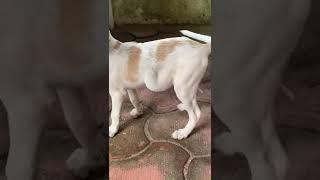 dog swallowed a stone