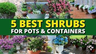 Top 5 Best Shrubs for Pots and Containers 🪴 | Garden Trends 