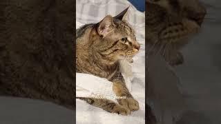 Lily understands Penny… #pennythecat #talkjng #talkingcat