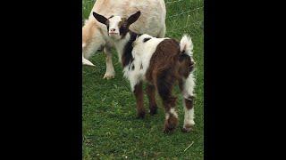 HOW MUCH MILK DO WE GET FROM OUR NIGERIAN DWARF GOATS I NIGERIAN DWARF GOAT MILK PER DAY I MY AGE